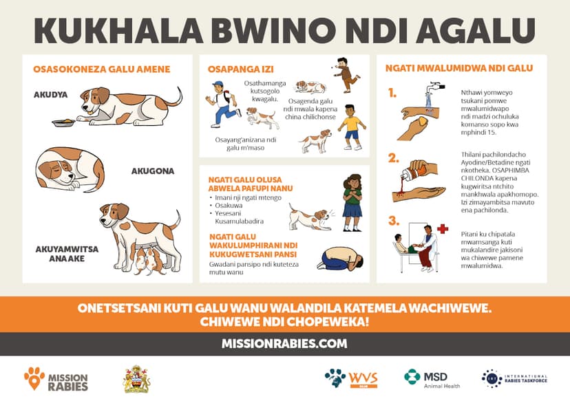 Staying safe around dogs (Chichewa)