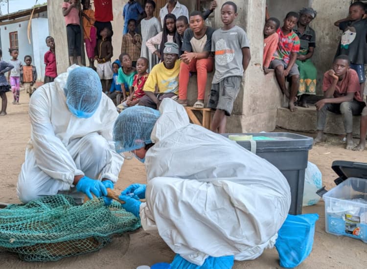 The success of any rabies elimination strategy depends on the ongoing surveillance of rabies cases in dogs, other animals, and humans. Rabies is notifiable in Malawi, but often human and animal cases go undiagnosed and are not reported, meaning the true burden of disease is underrepresented.